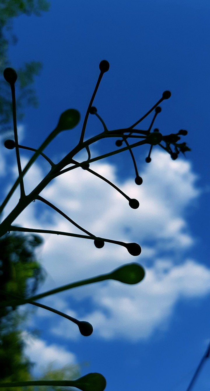 Blue Sky