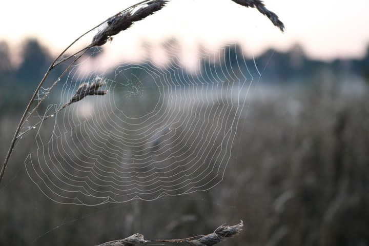 Web