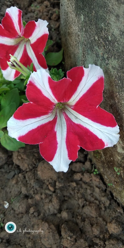colours