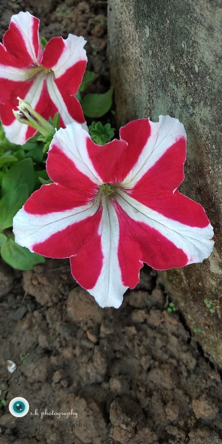 colours