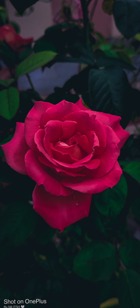 rose