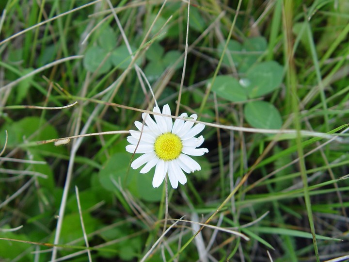 romashka