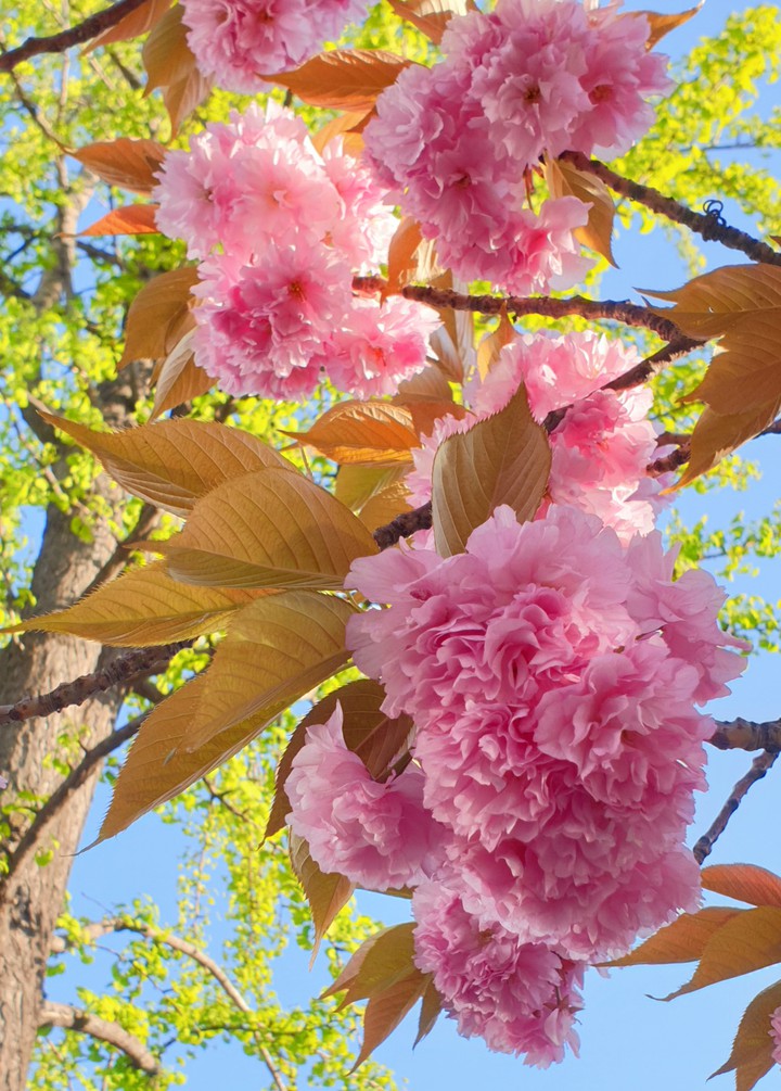 Cherry blossoms
