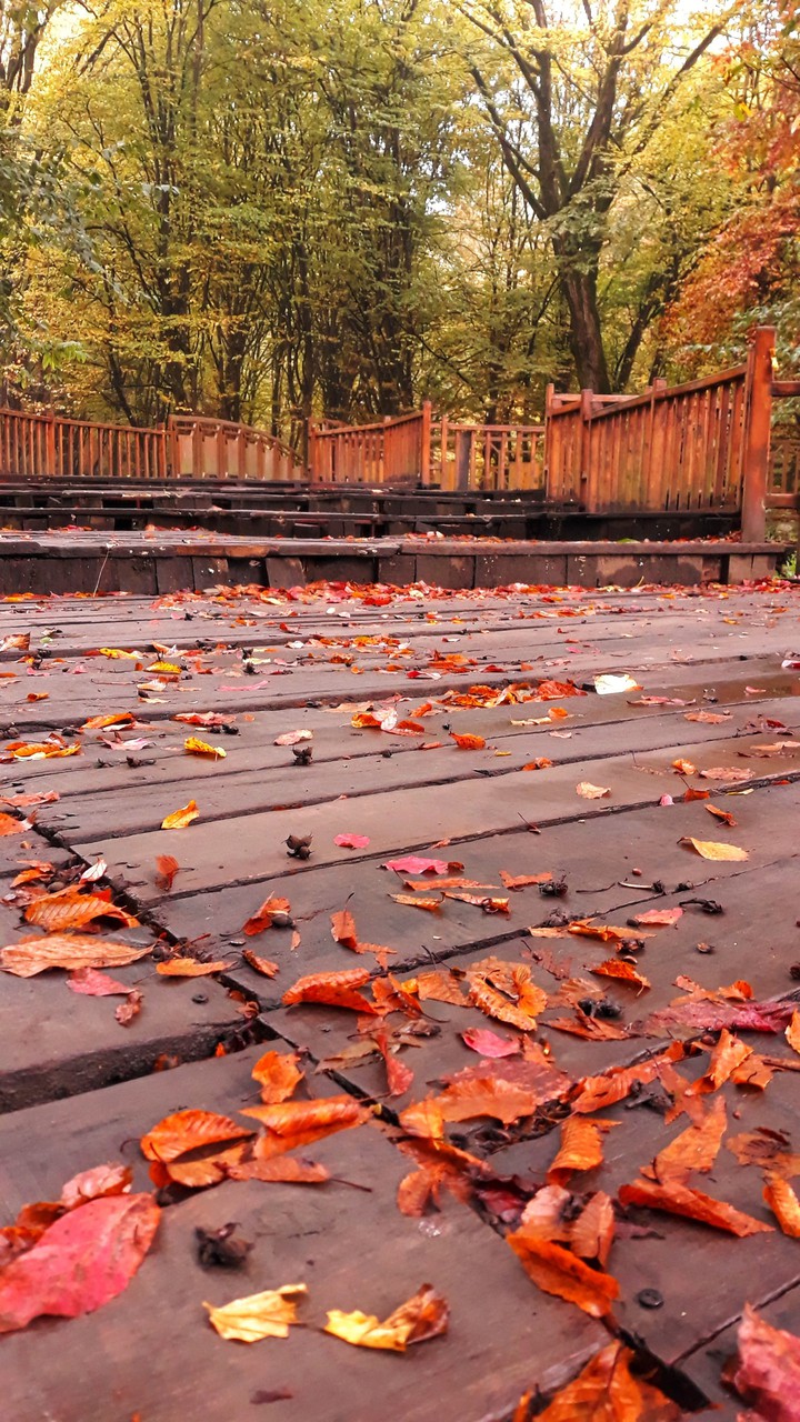 Autumn