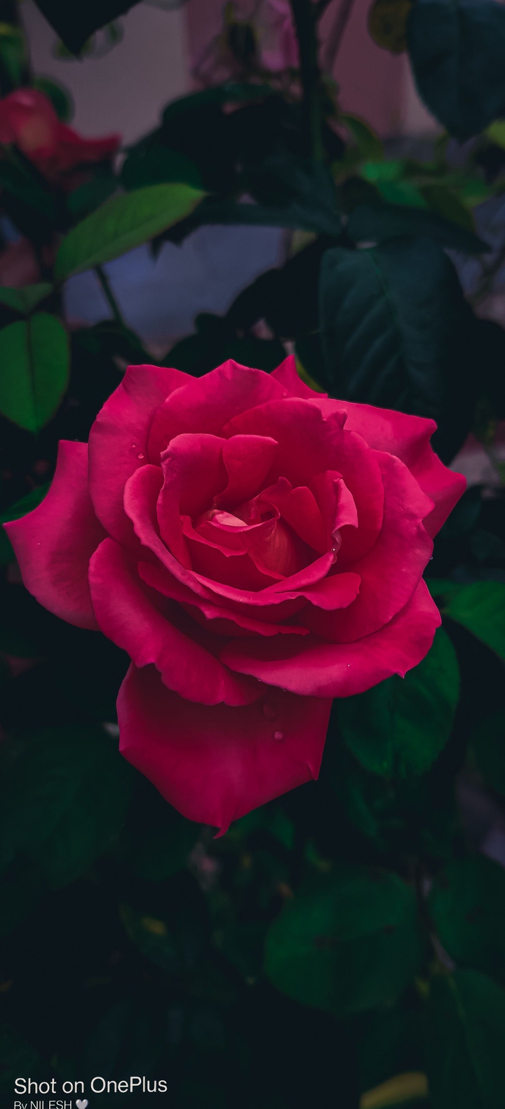 rose