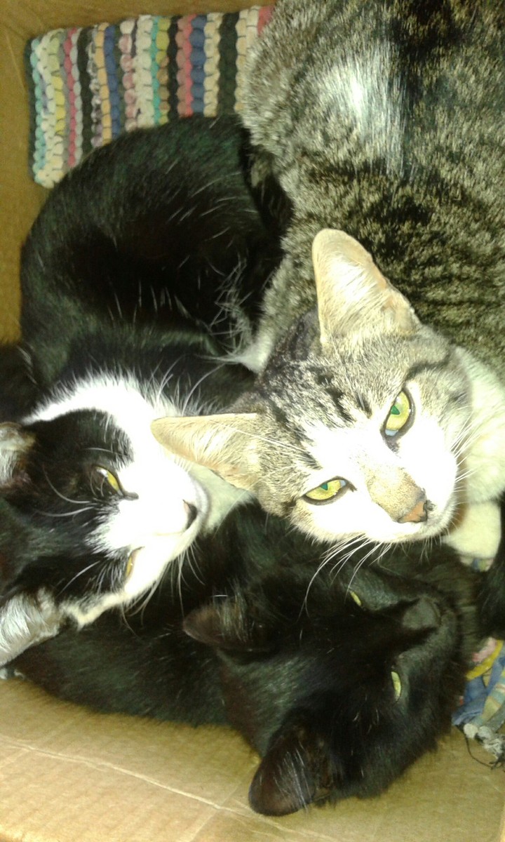 gatas