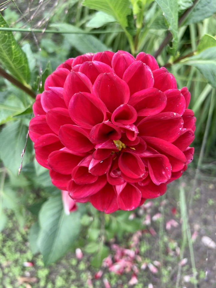 rote Blüte