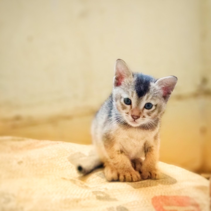 cute