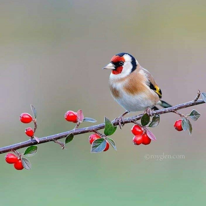 birds