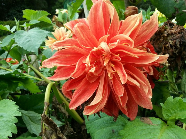 Orange Flower