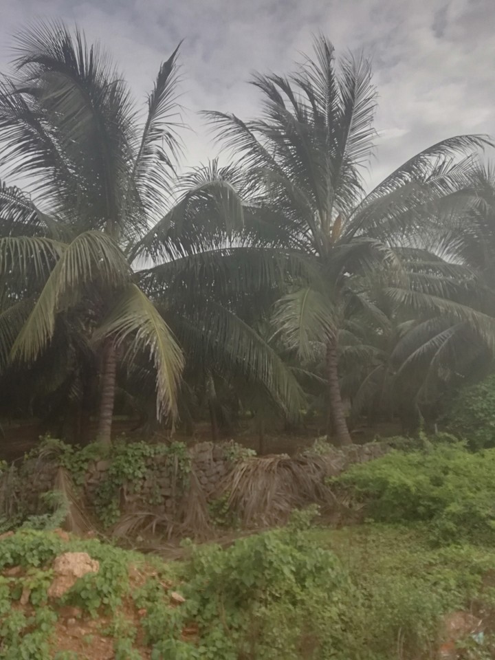 coconut
