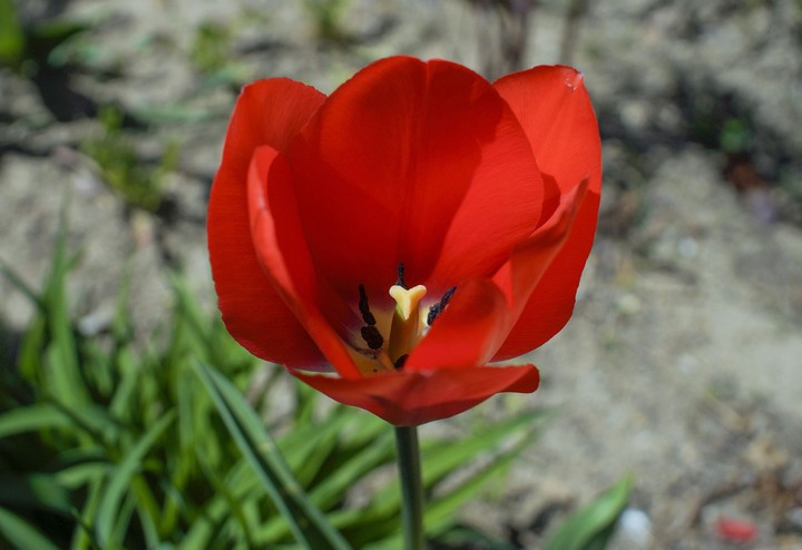 튤립