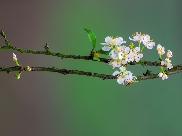 blossom
