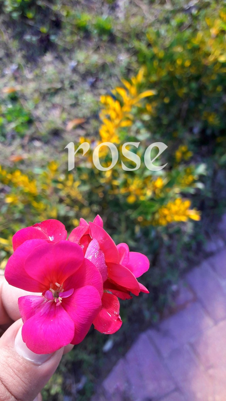 rose