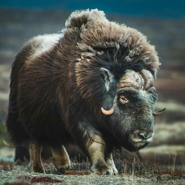 bison...