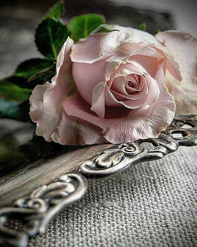rose