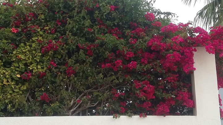 flowers