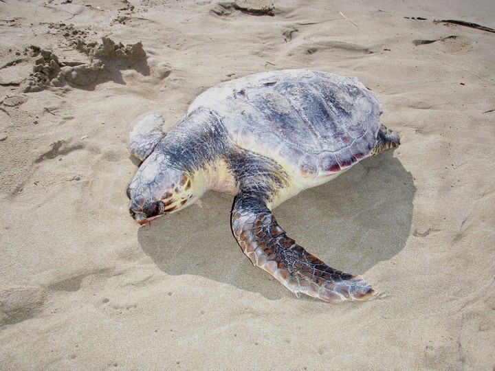 Turtle