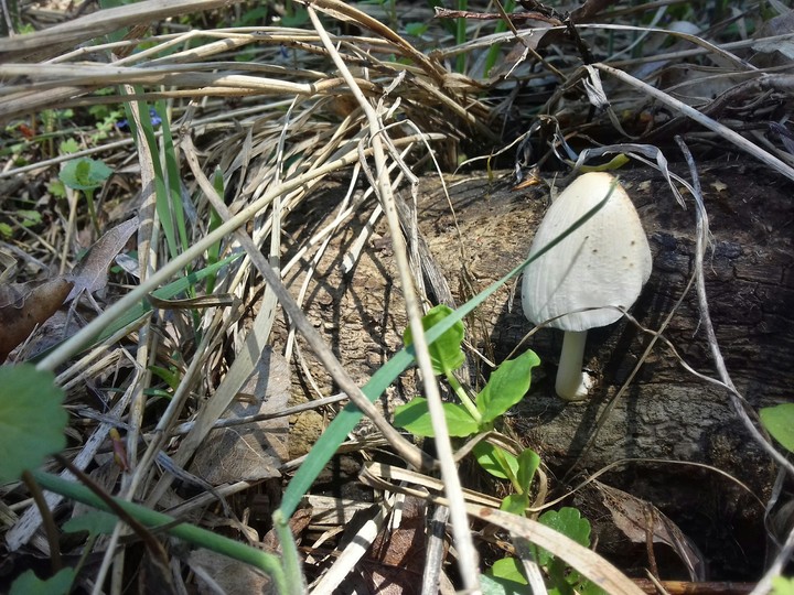 mushroom