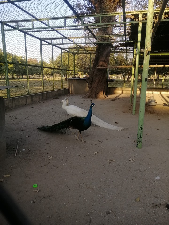 peacock