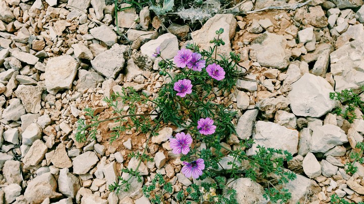 spring flowers
