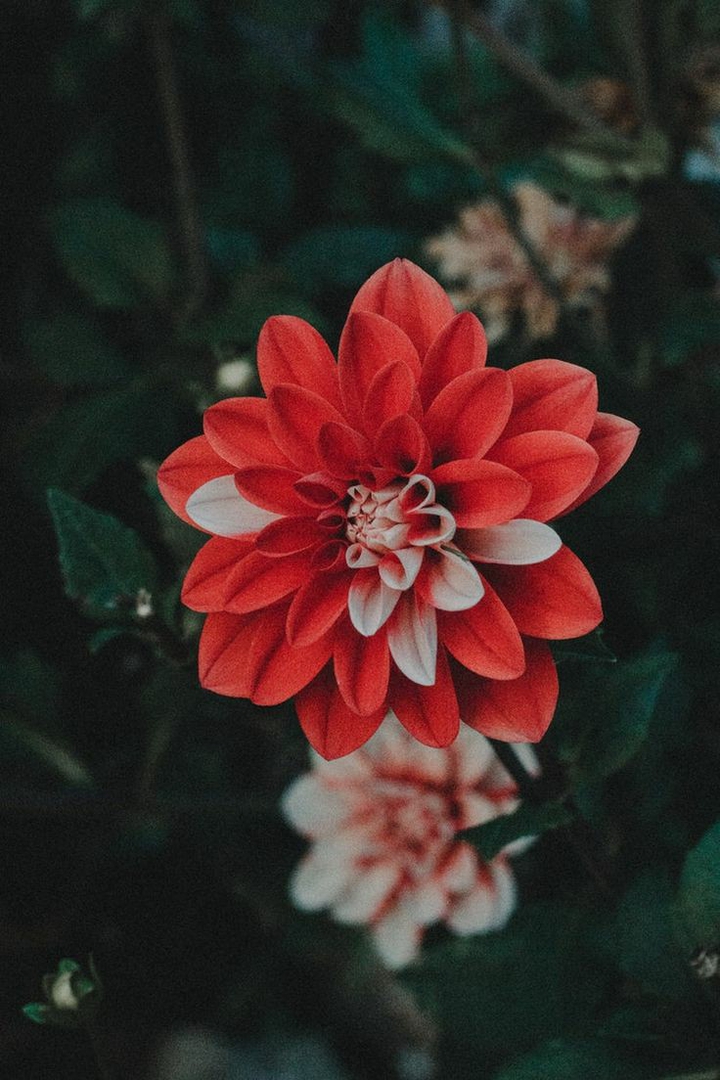 red flowers