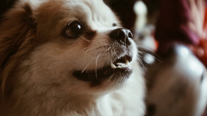 puppy