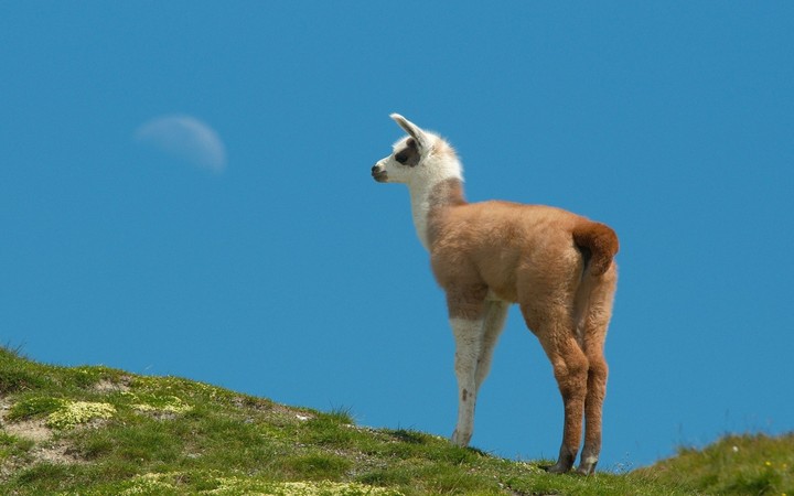 Lama.