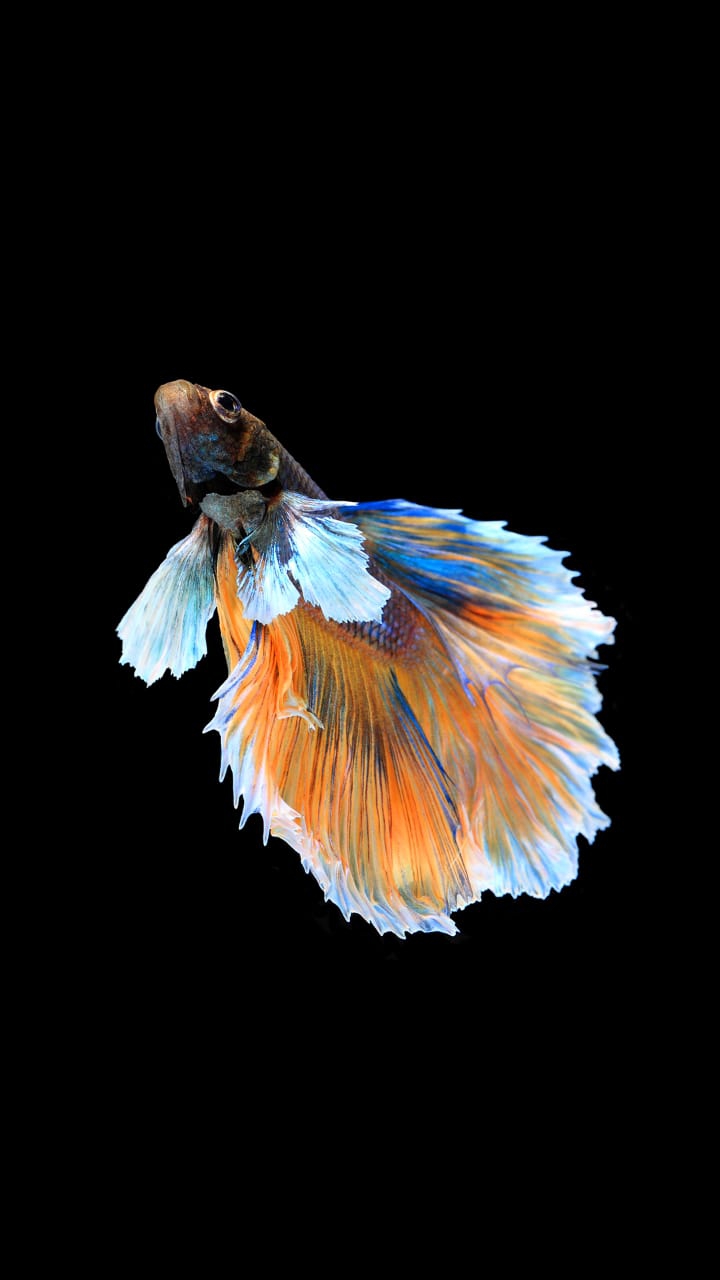 black background and colorfull fish