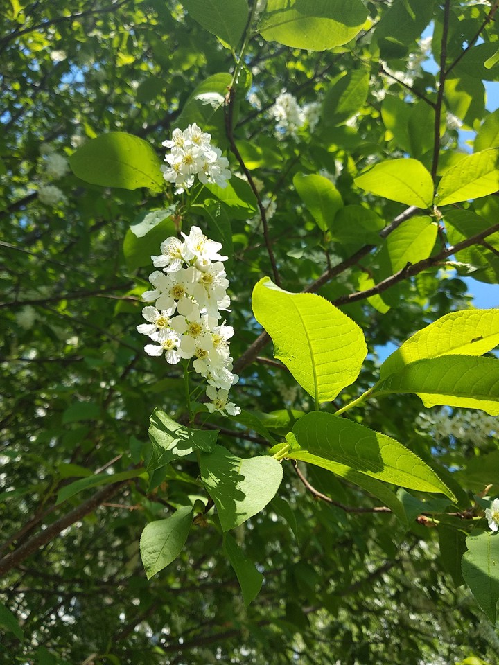 цветы