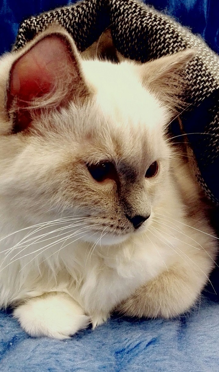 Ragdoll