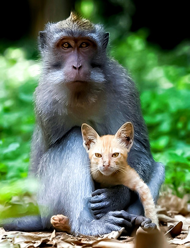 Could Someone Please get this Monkey Off of My Back