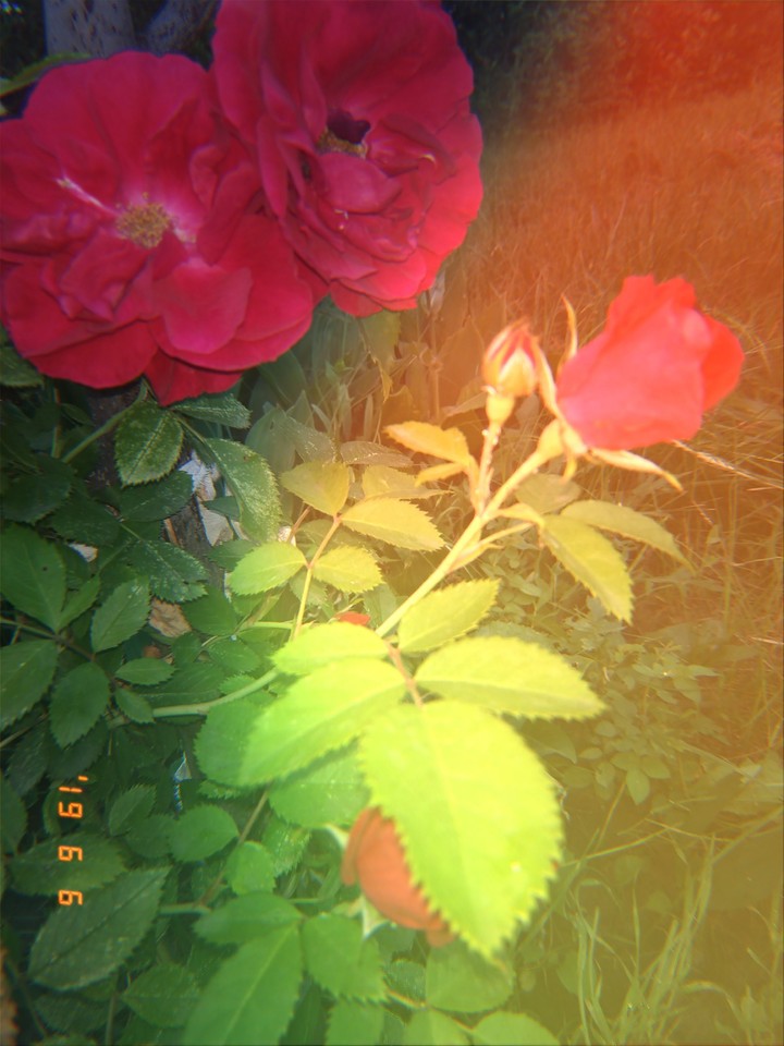 Rose ?