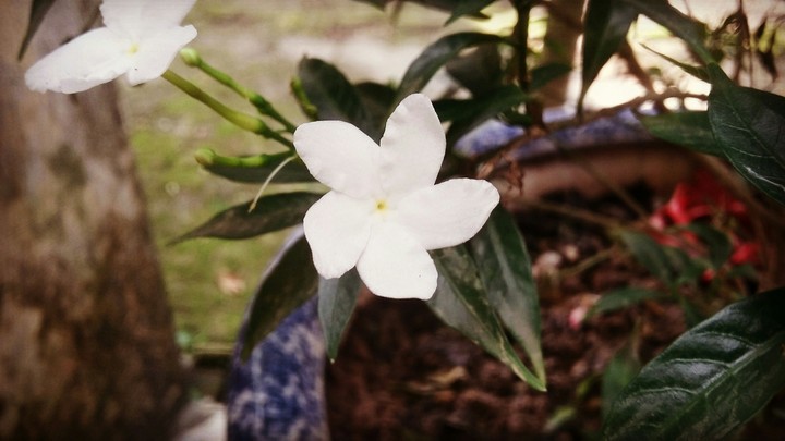 flower