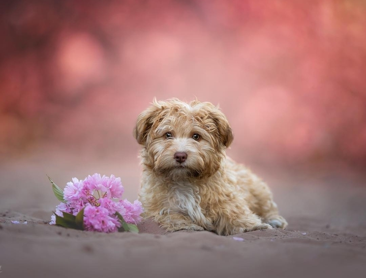 cute, puppy, flowers...