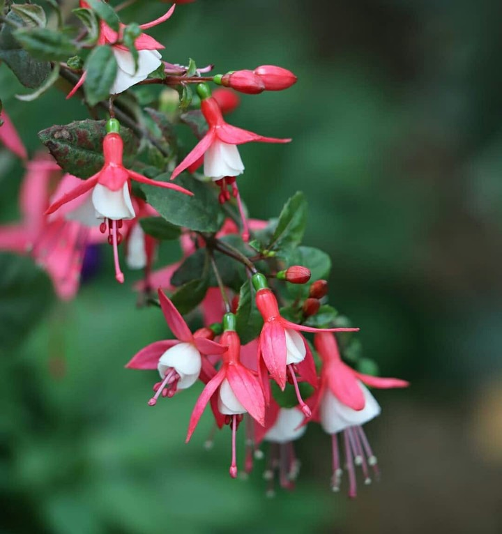 Fuchsia