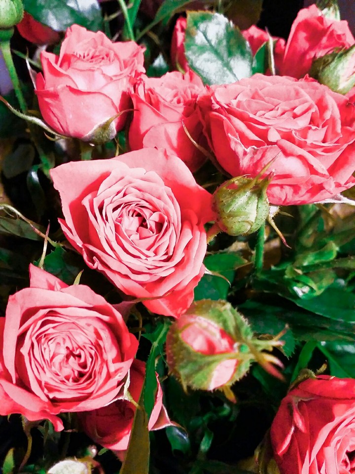 Roses