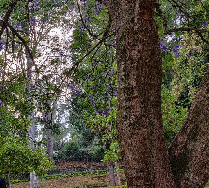 Nature