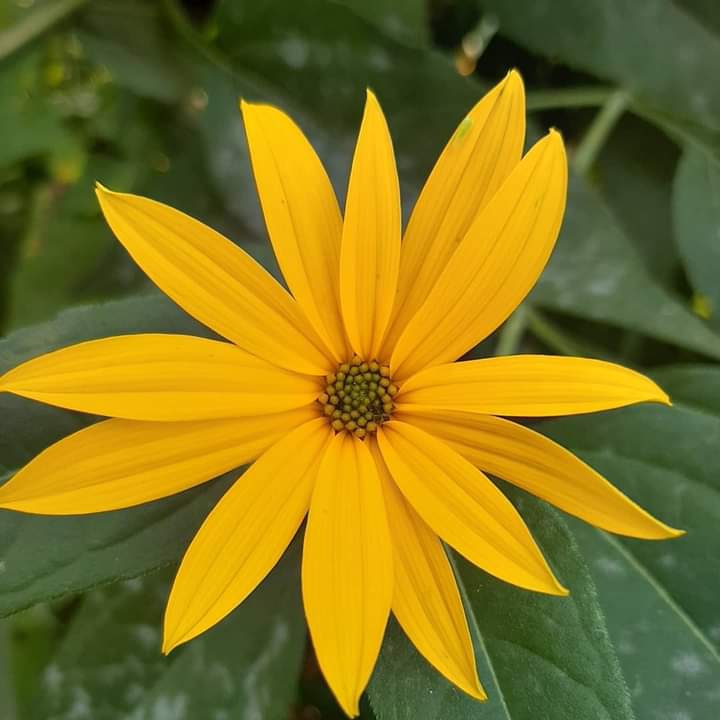 Yellow flower :)