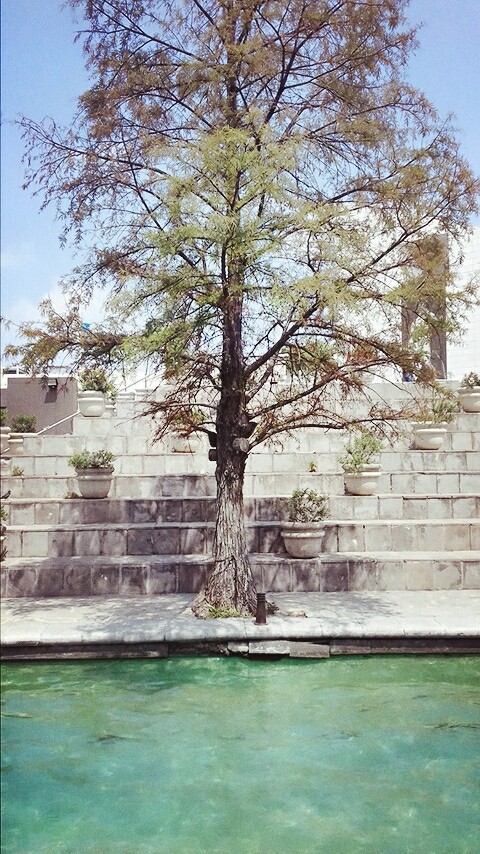 árbol favorito
