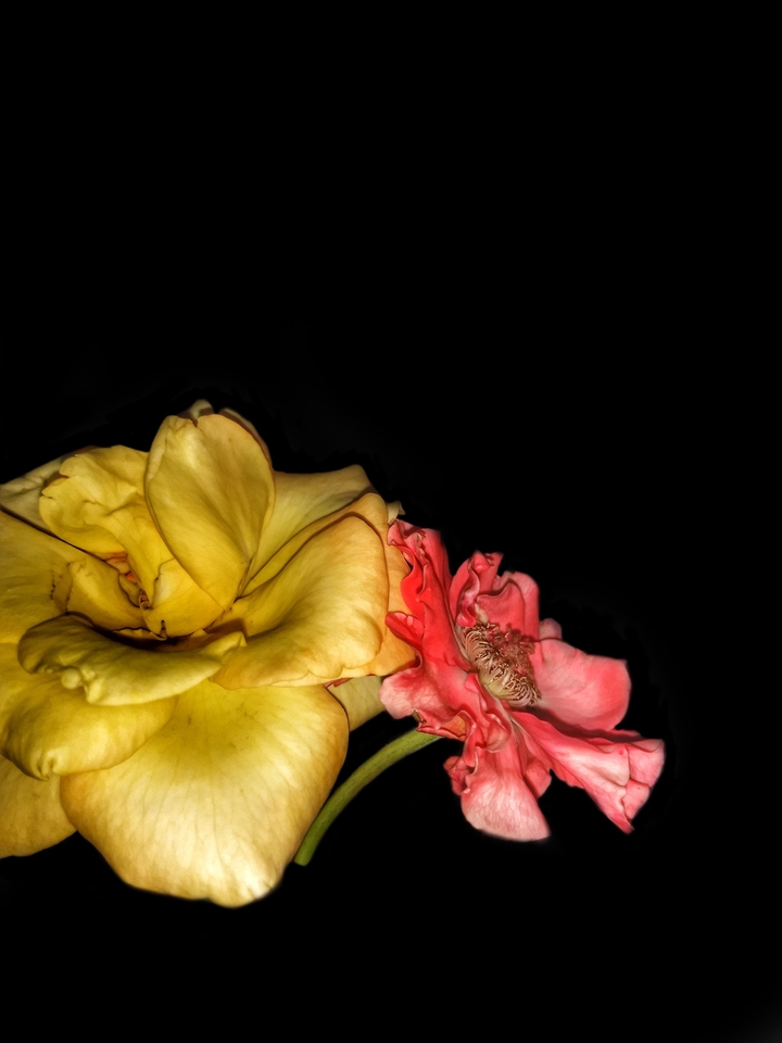 blooming