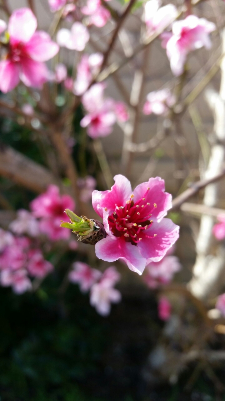 Another Peach Blossom
