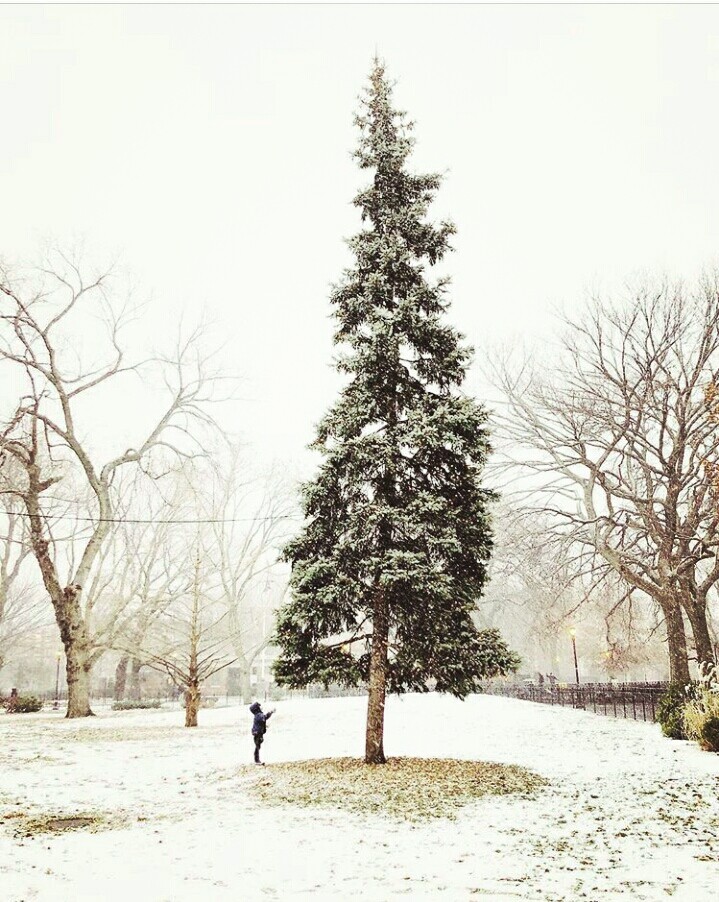 Christmas tree
