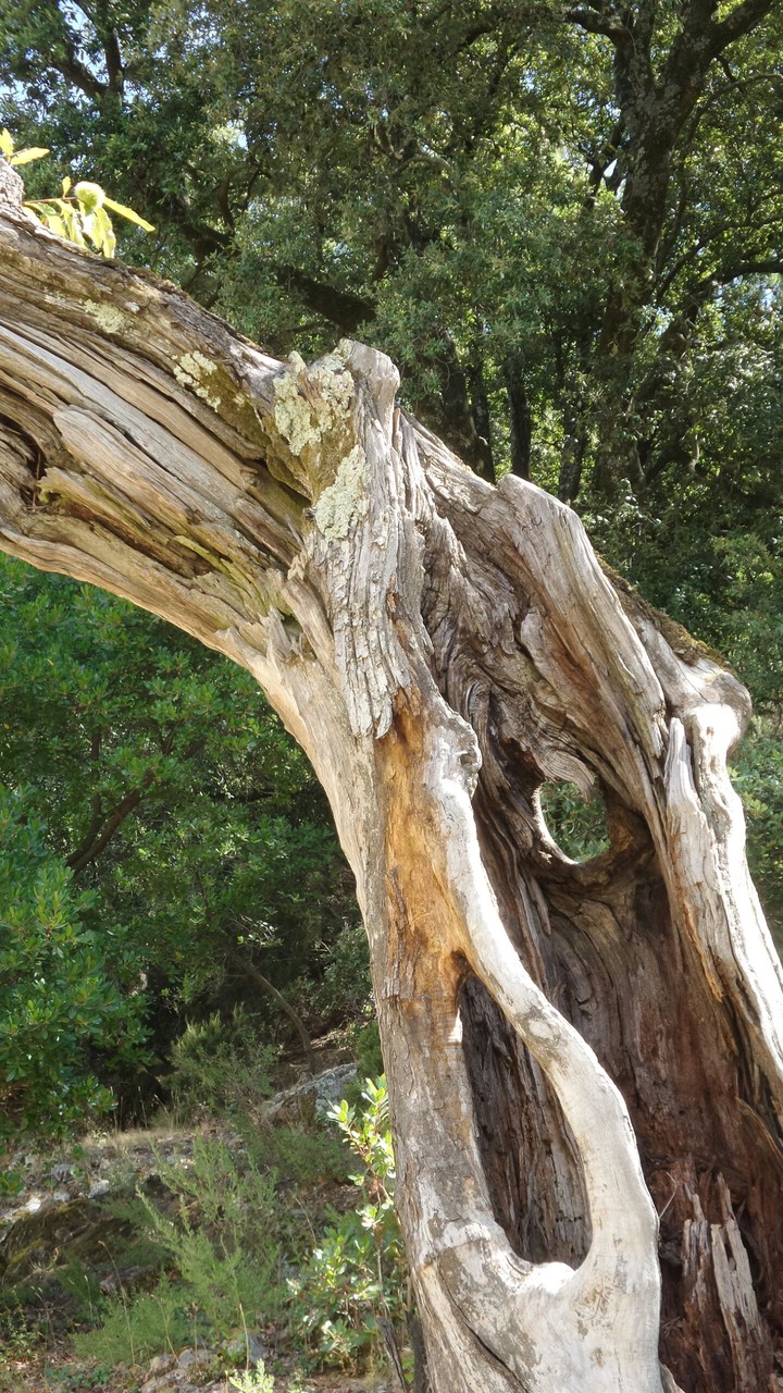 Totes Holz