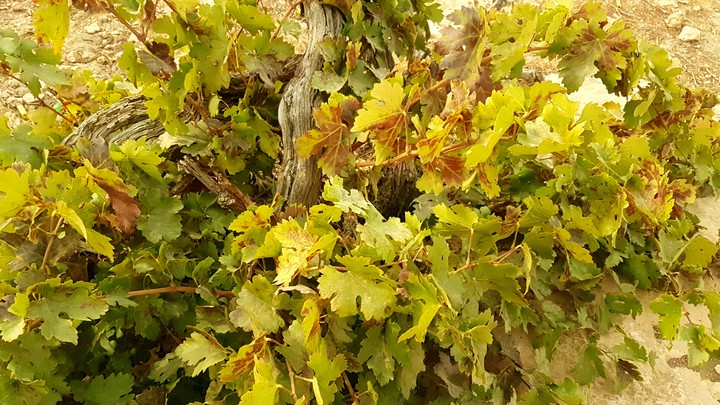 grape leaves plant