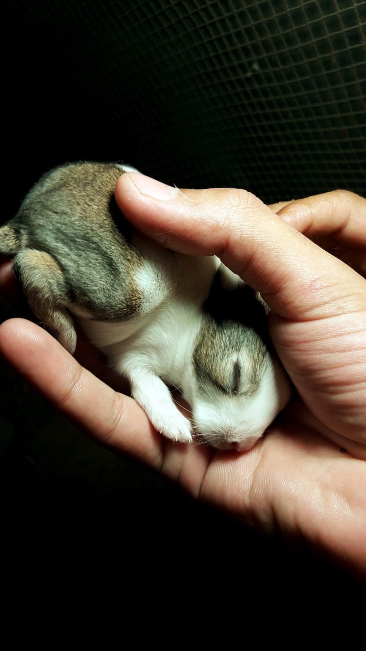 Rabbits