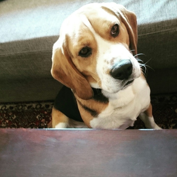 My lovely beagle boy!