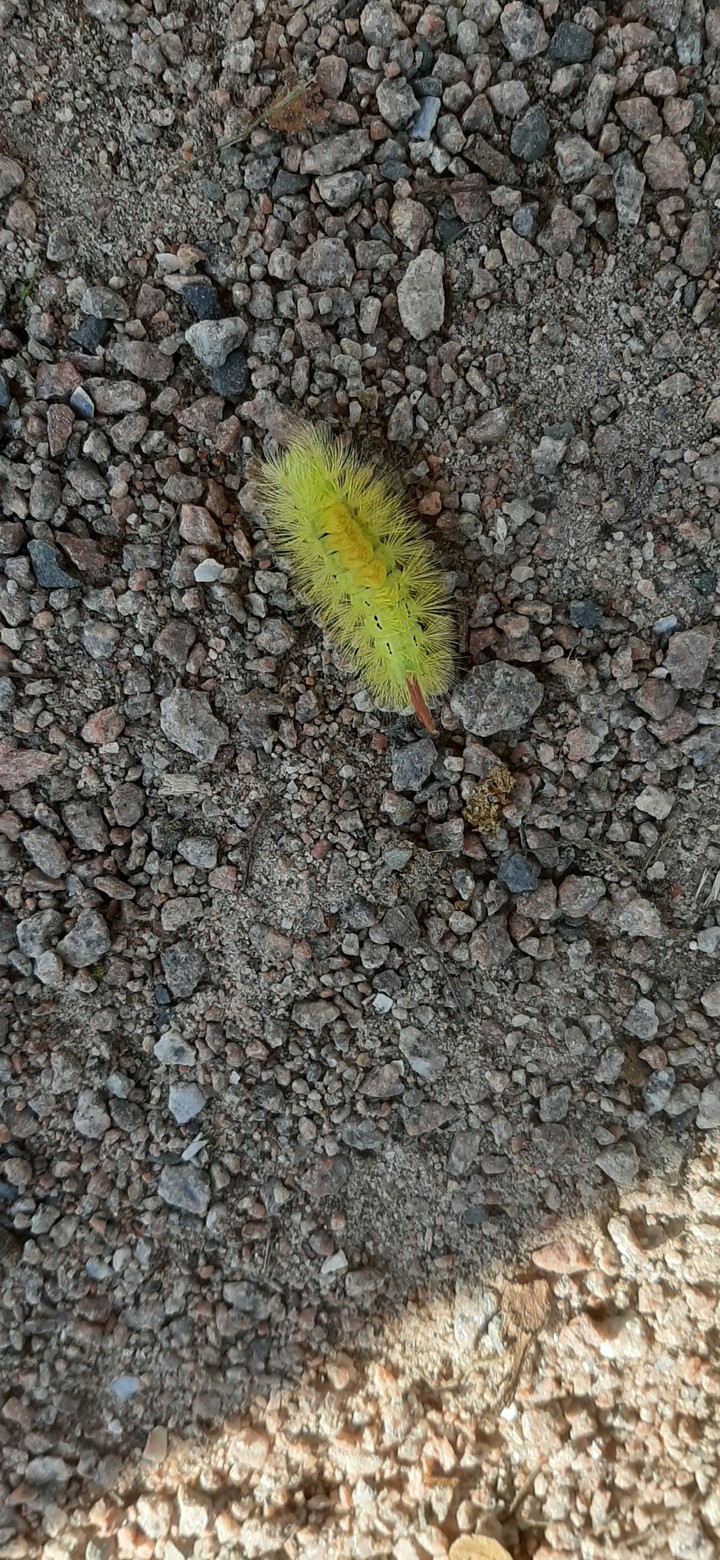 beautiful caterpilar