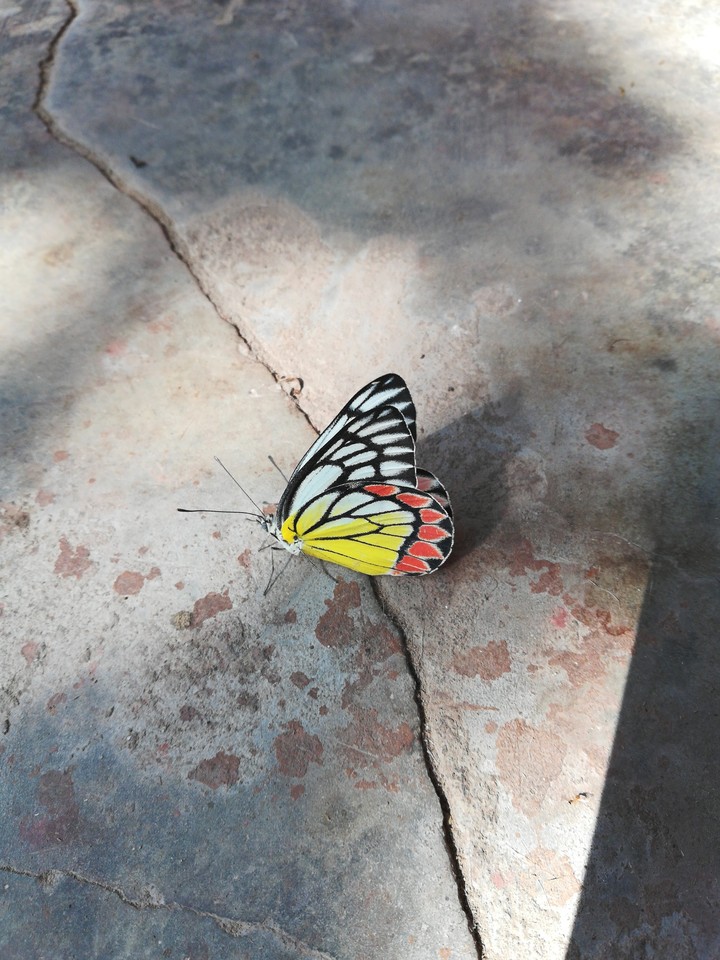 butterfly