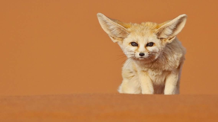 wary
